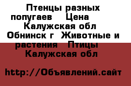 Птенцы разных попугаев. › Цена ­ 800 - Калужская обл., Обнинск г. Животные и растения » Птицы   . Калужская обл.